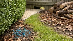 Pourquoi les hérissons désertent nos jardins et 7 gestes simples pour les faire revenir