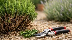 Tailler le romarin sans le tuer : la hauteur à respecter pour qu’il reste dense