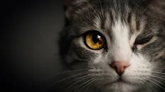 Tache sur l’iris du chat : mélanose ou mélanome, comment faire la différence