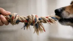 Tir à la corde avec son chien : mythe de la dominance ou vrai bon jeu ?