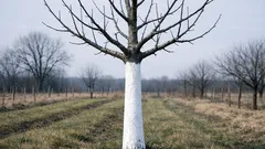 Pourquoi les troncs d’arbres fruitiers sont peints en blanc à la fin de l’hiver